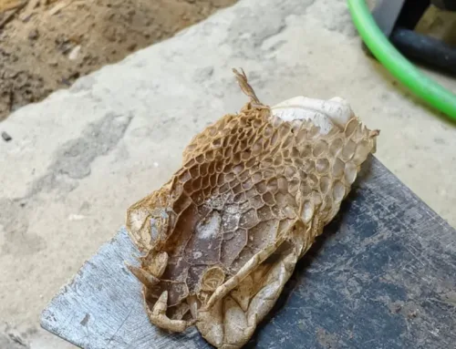 ฉีดพียูโฟมปิดโพรงใต้บ้านป้องกันสัตว์มีพิษ